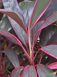 Image result for Cordyline Fruticosa Ti Plant Red