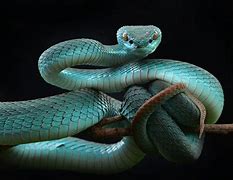 Image result for Blue Snake Wallpaper