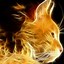 Image result for Cool Fire Cat