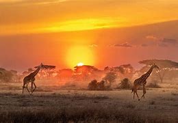 Image result for Afrika Tiere
