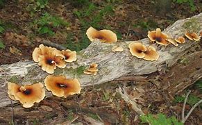 Image result for Mushroom Garden