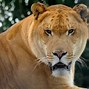 Image result for Exotic Hybrid Animals