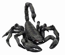 Image result for Cool Emperor Scorpions Wallpaper