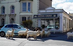 Image result for Portland goats loose in protest