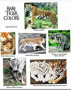 Image result for Rare Tiger Colors