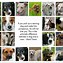Image result for Helping Animals Quotes