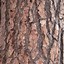 Image result for Cedar Tree Bark