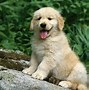 Image result for Bovie Dog Wallpapers for Kindle