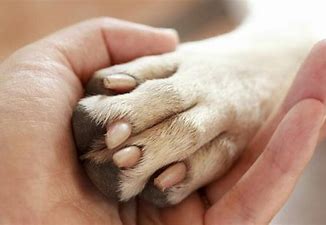 Image result for bacteria on dog paws