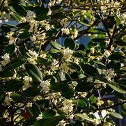 Image result for 3 Gallon - Fragrant Tea Olive Shrub/Bush - Amazing Fragrant Blooms For Months, Outdoor Plant