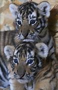 Image result for Bengal Tiger Cubs