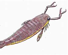 Image result for Eurypterids or Ancient Sea Scorpions