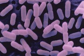 Image result for Listeria Bacteria