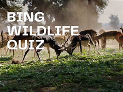 Image result for Bing Animals Quiz