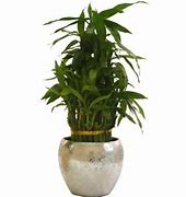 Image result for Home Depot Bamboo Plants