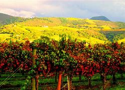 Image result for Napa Wine Country