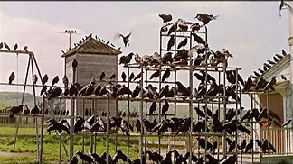Image result for hitchcock's the birds pics