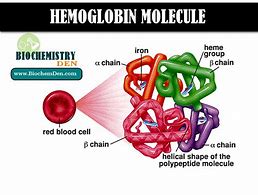 Image result for Hemoglobin