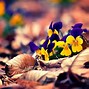 Image result for Fall Flowers Wallpaper Abstract