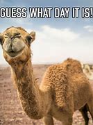 Image result for Happy Hump Day Funny Animals
