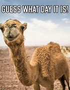 Image result for Cute Hump Day Wednesday Quotes