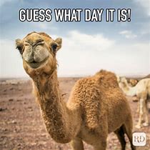 Image result for Camel Hump Day Humor