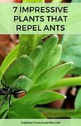 Image result for Does Cedar Repel Ants