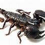 Image result for Scorpion Blck with White Background