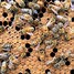 Image result for Brood Honey Bee
