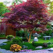 Image result for Bloodgood Japanese Maple, 1-2 Ft- Brilliant Scarlet Red Unique To This Bloodgood, Zone 5-8