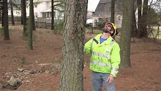 Image result for Felling Tree Safety