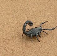 Image result for Black Scorpion