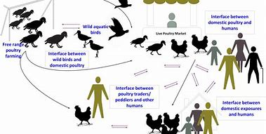 Image result for Avian Influenza Transmission