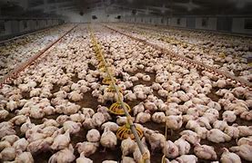 Image result for Chicken Factory Farm