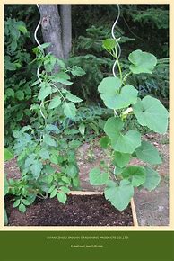 Image result for Spiral Tomato Stakes