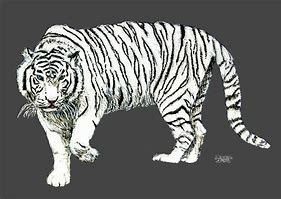 Image result for Nature for a White Tiger Drawing
