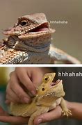 Image result for Cute Bearded Dragon Funny