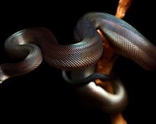 Image result for HD Snake Wallpapers 1080P