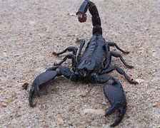 Image result for African Emperor Scorpion