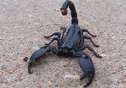 Image result for Red Emperor Scorpion