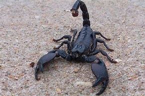 Image result for Emperor Scorpion