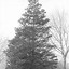 Image result for Atlantic White Cedar Tree
