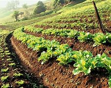 Image result for Sustainable Crops