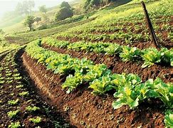 Image result for Sustainable Agriculture Organic Farming