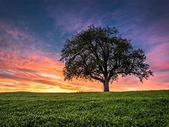 Image result for Landscape with Trees