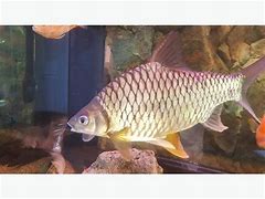 Image result for Yellow Tinfoil Barb