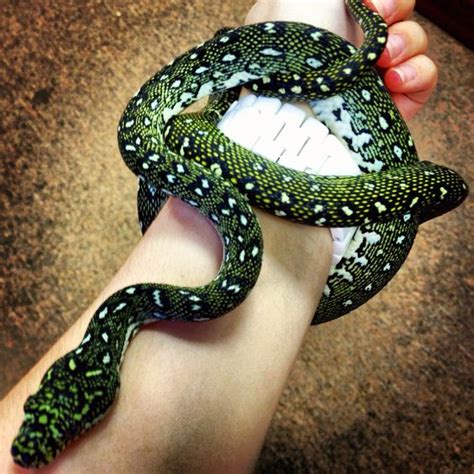 Diamond Python Facts and Pictures