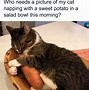 Image result for Kittens All Thought Too Funny