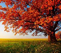 Image result for Fall Wallpapers Flowers and Trees