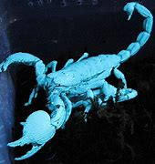 Image result for Scorpion Glowing Red